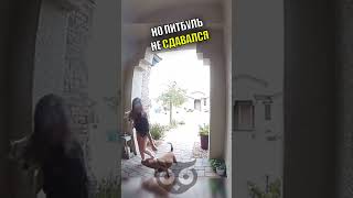 Напряженные секунды за сегодняшний день #shorts