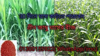 সরগম সুদান/ গ্রীণ জাম্বু- 30 দিনে ঘাস কাটুন- selim-01300155922 #short