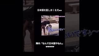 日本語を話しまくる犬www#しゃべる犬 #ハスキー #犬 #おすすめ