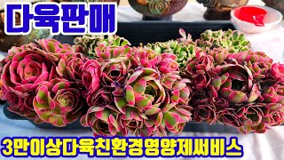 다육판매 010 4499 2456 5만이상무료배송 3만이상다육친환경영양제써비스 주문은 문자로주세요