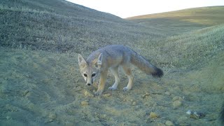 San Joaquin Kit Fox Rescue