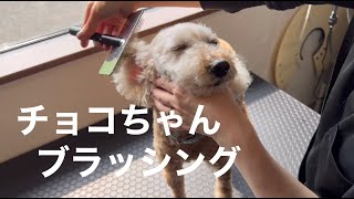 トイプードル チョコちゃん【Toy Poodle】