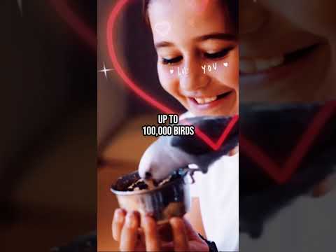 What do wind turbines do to birds?