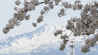 【桜駆ける】勢至公園（にかほ市）