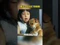 被小主人折磨到崩溃的狗狗 搞笑 pets dog animals