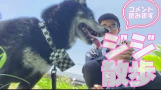 🐕‍🦺大人気ジジ散歩ライブ配信中！