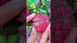 Beautiful nature life FN70 || 🥱🍓 amazingly delicious lychee fruit #nature #satisfying  #shortsfeed
