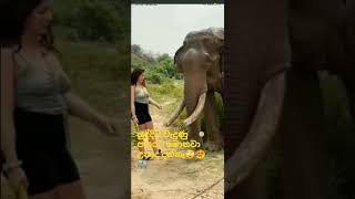 වැදුණුදු පහරට සුද්දිට මොනවා උනාද දන්නෑ🐘😥🙄