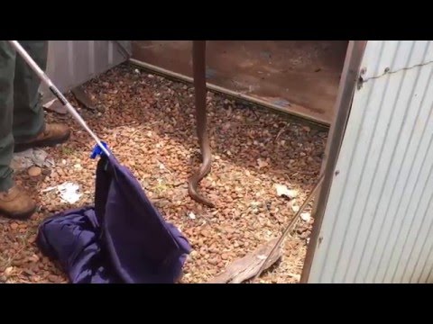 Snake Catcher Removes Large Eastern Brown from Garden Shed Snake Catcher Removes Large Eastern Brown from Garden Shed