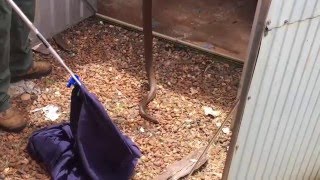 Snake Catcher Removes Large Eastern Brown from Garden Shed