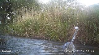 Lincolnshire Chalk Stream - Inquisitive heron on a Lincolnshire chalk stream