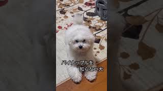 【食いしん坊な犬】 #かわいい犬 #トイプードル #ビションフリーぜ #癒し #ビションフリーゼ #しゃべる犬 #可愛い #ビション #犬のいる生活 #ビションプー #パイナップル #いちご