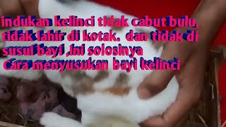 Cara menyusukan anak kelinci yang tidak di susui induknya