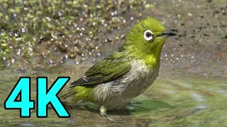 [かわいい野鳥を4K撮影]_メジロ / Japanese White-eye_[BIRD VIDEO in 4K]