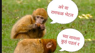 अरे वा रामफळ भेटल | Marathi Comedy | Comedy Video | Monkey Comedy | मराठी कॉमेडी व्हिडिओ