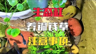 生态缸只要养好铜钱草，孔雀鱼自然就能养爆缸