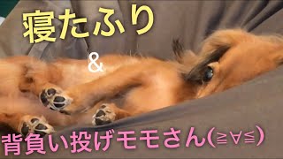 ミニチュアダックスフンド  寝たふり\u0026背負い投げモモさん(≧∀≦) MiniatureDachshund Dachshund