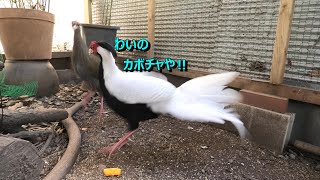 【雉記 43】年始のキジ達　カボチャ巡って夫婦喧嘩。