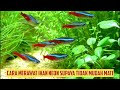 Cara Memelihara Ikan Neon Supaya Tidak Mudah Mati