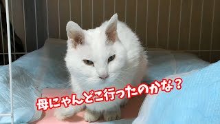 晩年のチビちゃんメインの動画です😻＃6