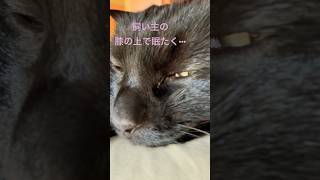 あれ？飼い主の膝の上で😺 #shorts