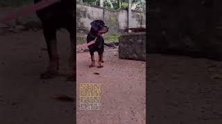 Standing ഇൽ റോട്ട് വെയ്‌ലെർ  നായ no:1... RIYA 4.5 month female puppy#riyatimittor#rottweilers#dogs