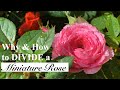 Propagating Miniature Roses Ep. 1 | Supermarket Miniature Roses