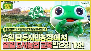 김장철 맞이❄ 수원 탑동시민농장에서 수원이와 도시농업 교육 받아요!🐸