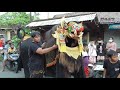 serunya megalakan barong bangkal di hari raya kuningan