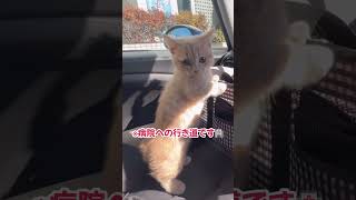 猫背って知ってる？知らないよね？？