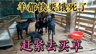 为了不让羊被饿死，只能去同行养羊朋友那去买草，买回后却不爱吃