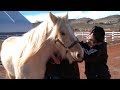 These Veterinarians Will Remove This Therapy Horse's Tumor Without Leaving The Farm