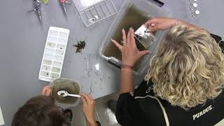 TRAILS - Insect Identification