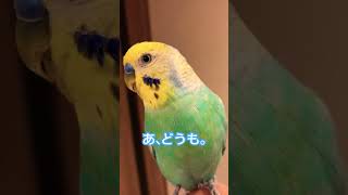 【癒し】背後無警戒のインコ #parrot #セキセイインコ