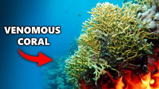 Why you Should NEVER Touch FIRE CORAL...