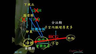 11101選修生物三ch5 1 10若是受精懷孕的月經週期調節情形(三良)