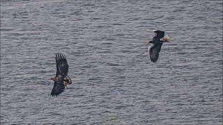 A scene in which a Steller's Sea Eagle chases a White-tailed Eagle to steal food.