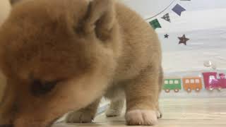 ペットショップ犬の家＆猫の里マークイズ静岡店　106313　豆柴