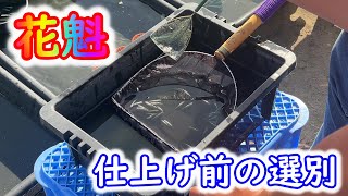 【めだか】花魁の仕上げに進みます。早上がりの子は年内に仕上がってくるはず！Ｂ型おやじ