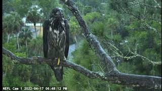 Storm around the North East Florida Eagle Nest