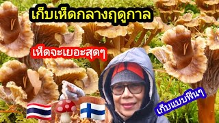 เก็บเห็ดช่วงกลางฤดูกาล 🍄🇫🇮 เห็ดมันปูดำเยอะสุดๆเก็บแบบฟินๆ เก๊บเห็ด Ep.38.22