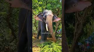 ഗുരുവായൂർ രാജശേഖരൻ || #trending #viral #2024 #pooram #guruvayoor #elephant #kerala #festival #new