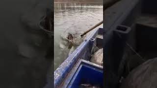 অবিশ্বাস্য কান্ড পাখি ও মানুষের দাস #sort #fishing #viral #video