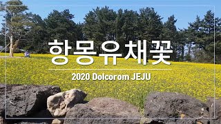 2020제주도 봄 유채꽃-발길 닿는 곳 마다 노란물결!!!-휴\u0026락 [돌코롬 제주 1]-2K