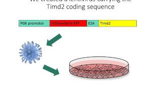 Kevin Brindle: Timd2 as a reporter gene for MRI.