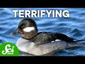 10 Adorable Animals That Do Terrifying Things