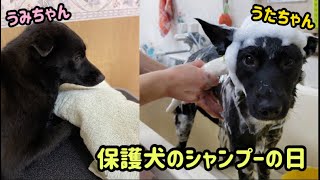 【シャンプー】Rescued dog保護犬うみちゃんうたちゃんのシャンプーの日