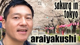 Sakura Cherry Blossoms in Tokyo, Japan - Araiyakushi　桜－東京中野・新井薬師