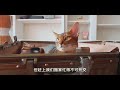 【阿比西尼亚猫】我说什么来着？养阿比是会上瘾的！