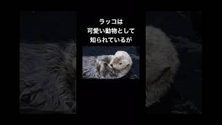 ラッコの凶暴さがわかる動画